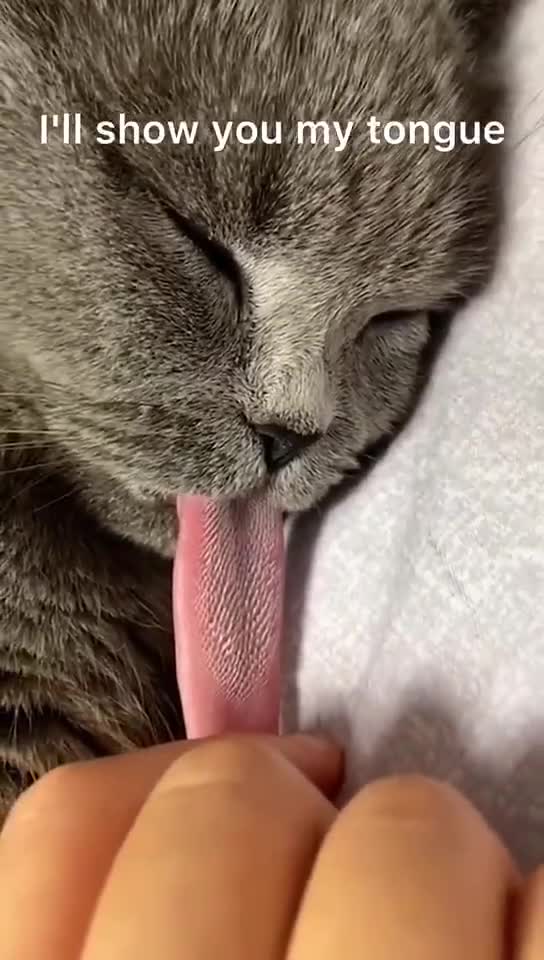 Let me show you the most handsome cat tongue