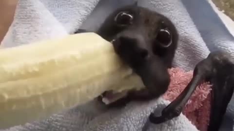 Puppy Eating Banana