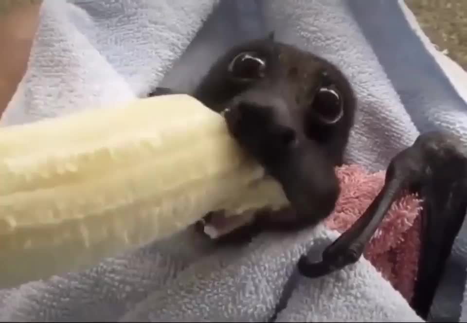 Puppy Eating Banana