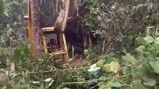 giant snake found by workers in the forest