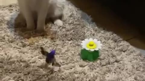 Cat playing