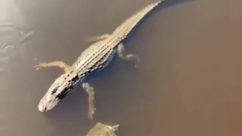 Turtle high five a crocodile