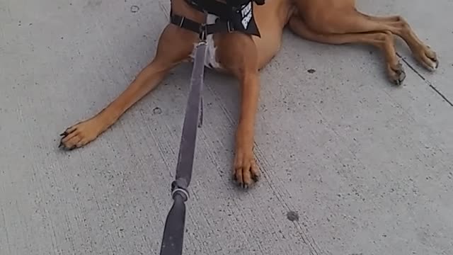 Stubborn dog refuses to leave Bass pro shop