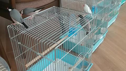 幼なじみ３羽で放鳥