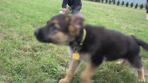 German Shepherd Puppy Barking