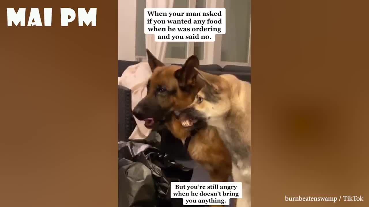 Watch the dogs angry+cute moments