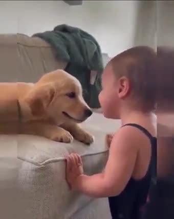 Funny funny biby vs dog