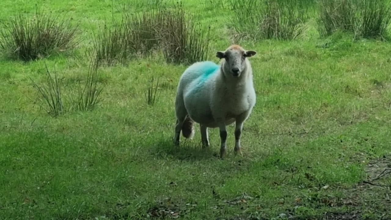 Nice Sheep In A Field In Great Britain.