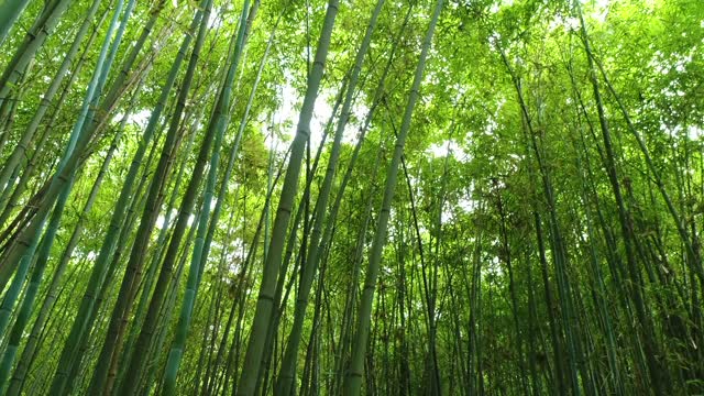 Green Bamboo Forest