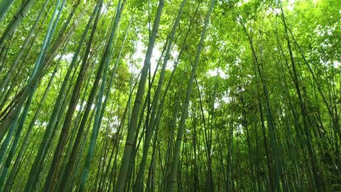 Green Bamboo Forest