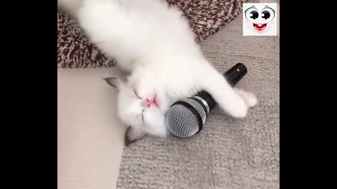 #Funny #pets #cats and #dogs