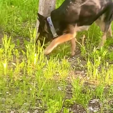 My dog loves to play in the garden