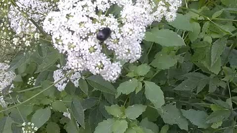 Angelica genuflexa