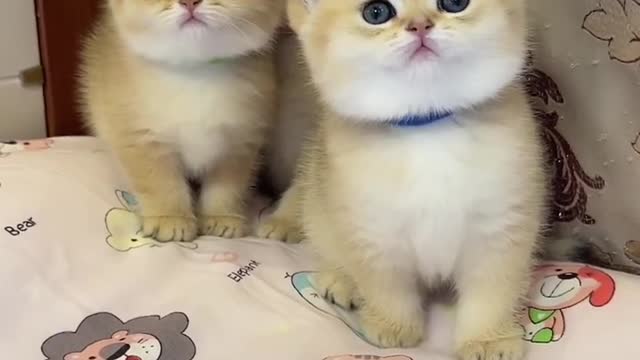 The three cats are so cute