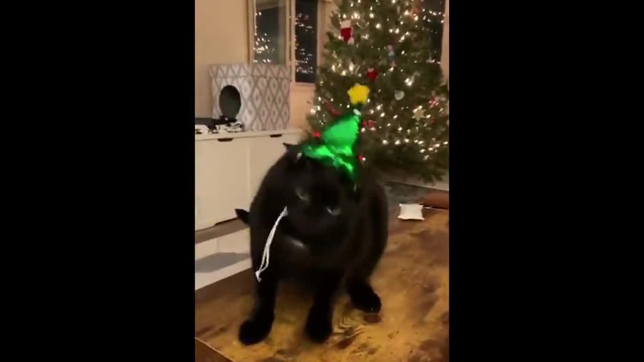 Distraught cat dislikes Christmas-themed hat