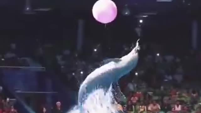 Dolphin show 🐬 unbelievable video 2022