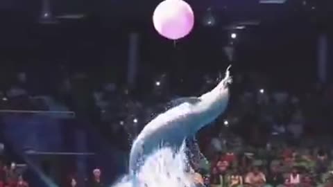 Dolphin show 🐬 unbelievable video 2022