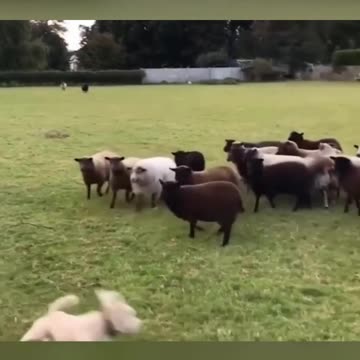 Funniest pets😁😁