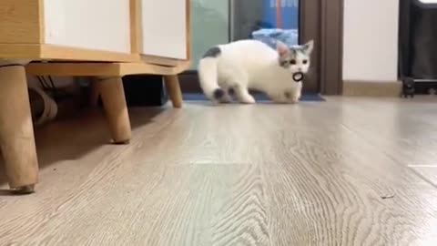 Cute pet everyday
