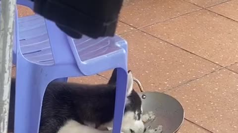 Husky dog is eating, looking in love too