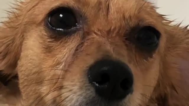 Bathing Dax Corgi