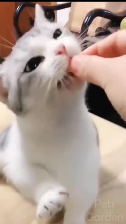 Watch the cat's intelligence and softness...