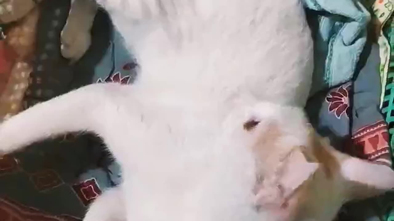 How Cats play on the Bed?Puchuki playing with feather