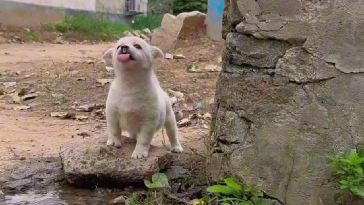 Innocent Puppy Drinking Water