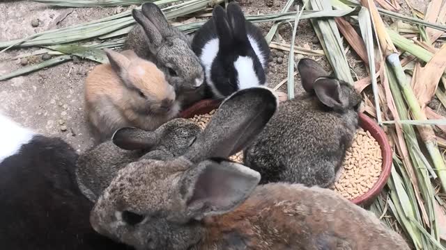 baby bunnies eating with mom and dad cute