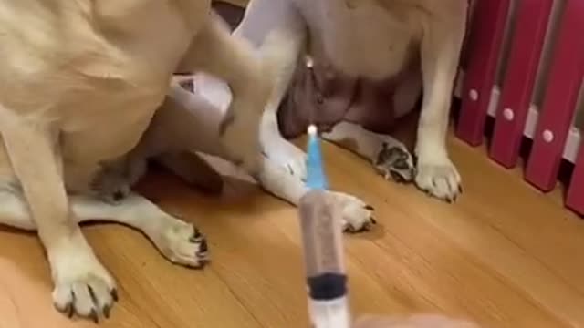 You will get STOMACH ACHE🐶Funny Dog Videos