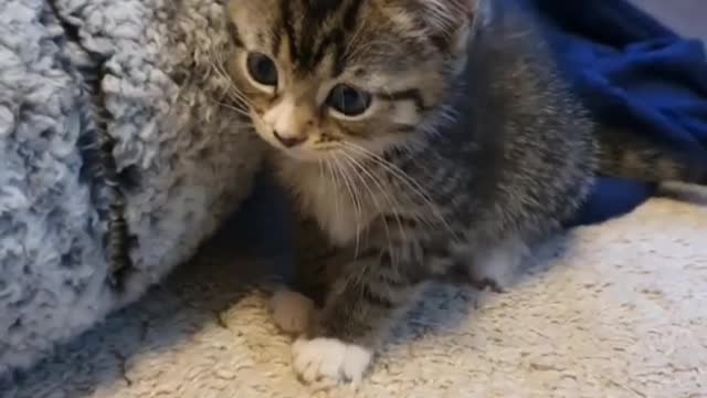 Viral shorts animals prank videos