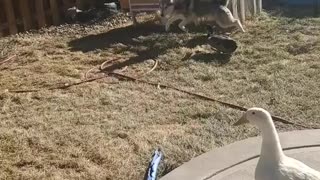 Husky and Duck best friends episode 2