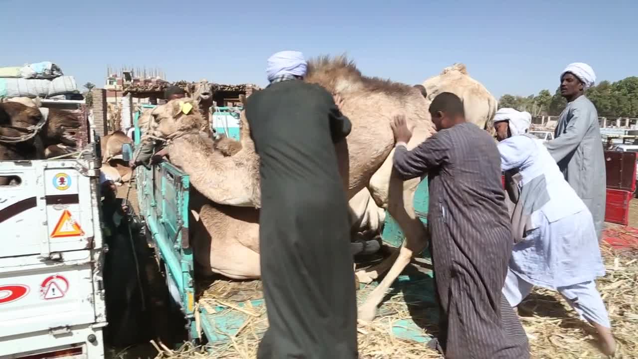 Daraw Camel market, Egypt