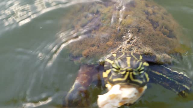 up close and turtle