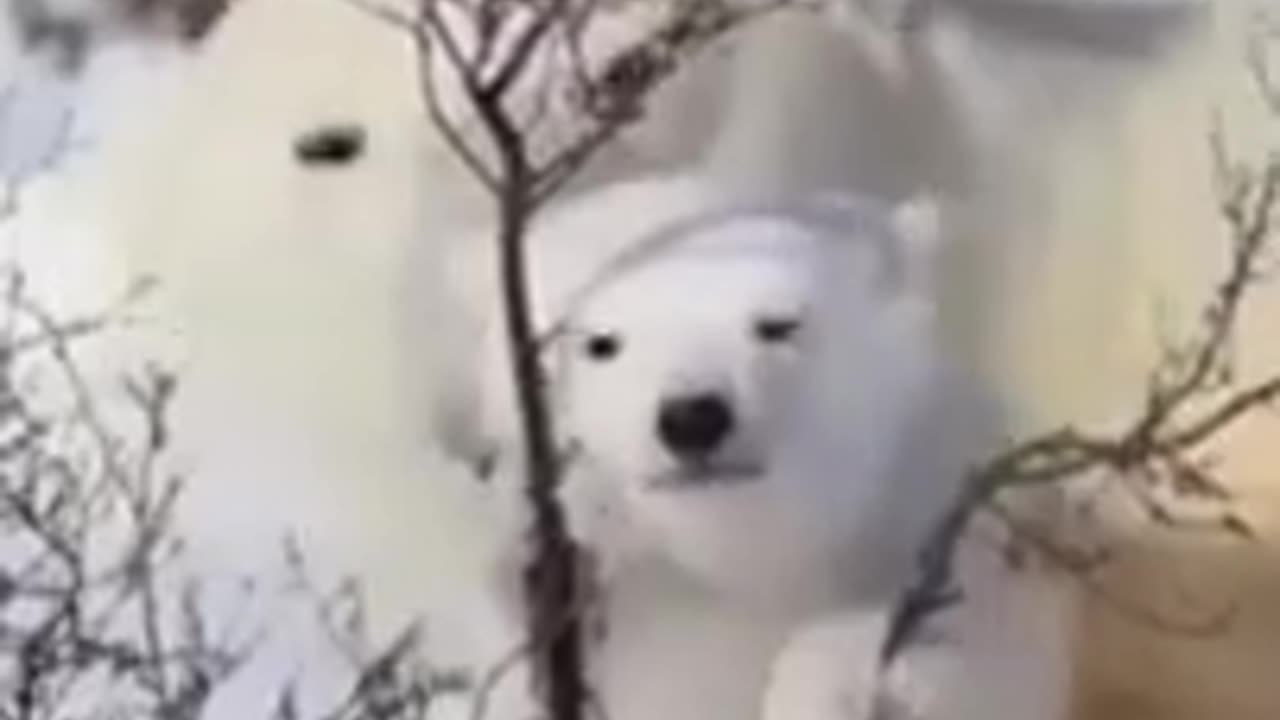 In the animal world - Umka I found you - White bears are so beautiful - TikTok #shorts