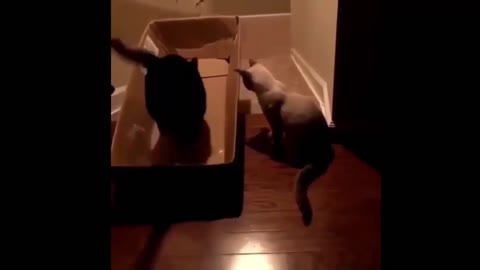 Funny cats