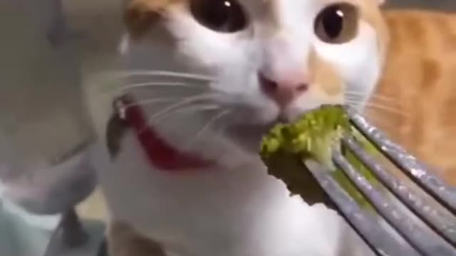 nooo more broccoli