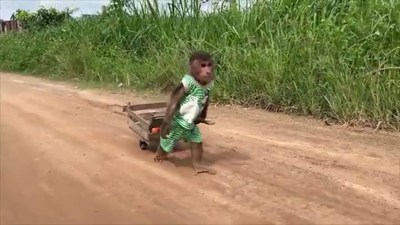 Documentary of obedient monkey.