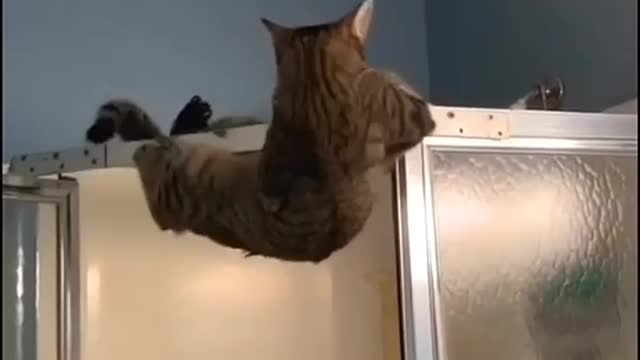 Funny Cat 🤣🤣🤣🤣