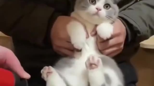 Cat cute video