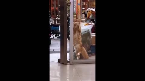 Funny animals - Funny cats/ dogs - Funny animal videos 2024