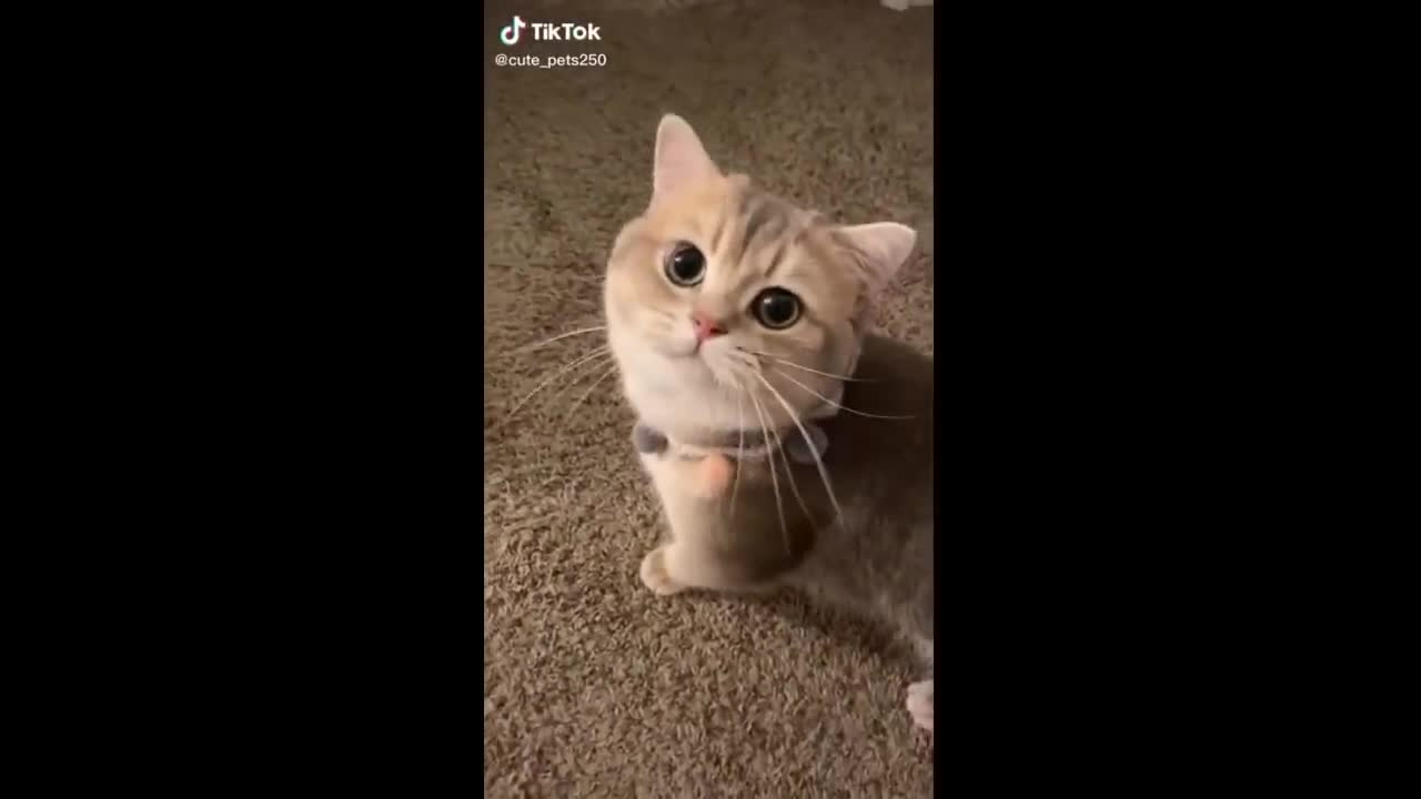 🤗Cute pets - Cut cat & her big eye