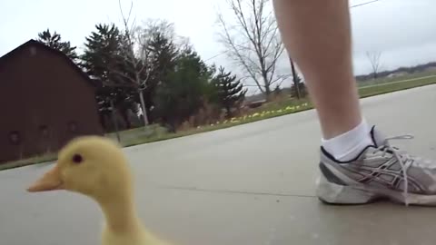 Duck Run