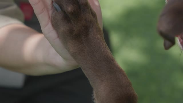 Cute dogs 💝💝🥰🥰#shortvideo #shortvideo #shortvideo by cute animals#37fun