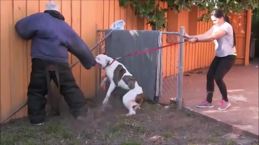 How To Make Dog Become Very Aggressive With Few Simple Tips