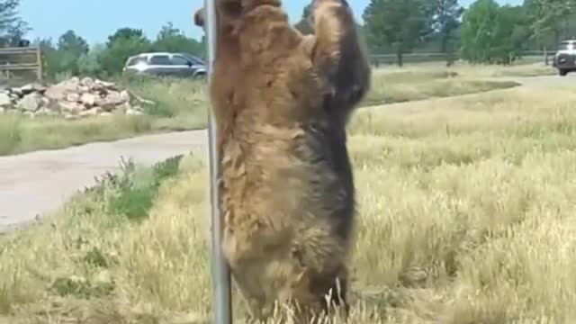 animal world 4