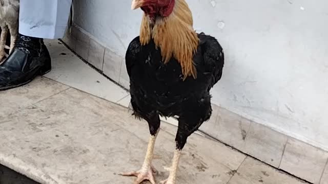 Cute Rooster Video By Kingdom Of Awais