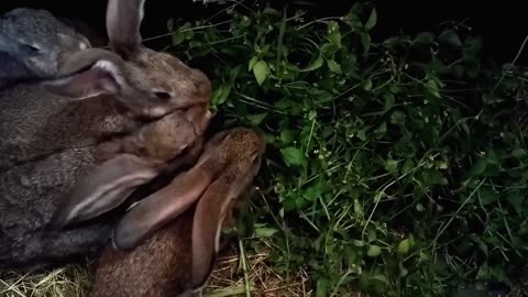 Cute rabbits eating