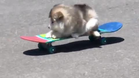 the dog on the skateboard funny moment