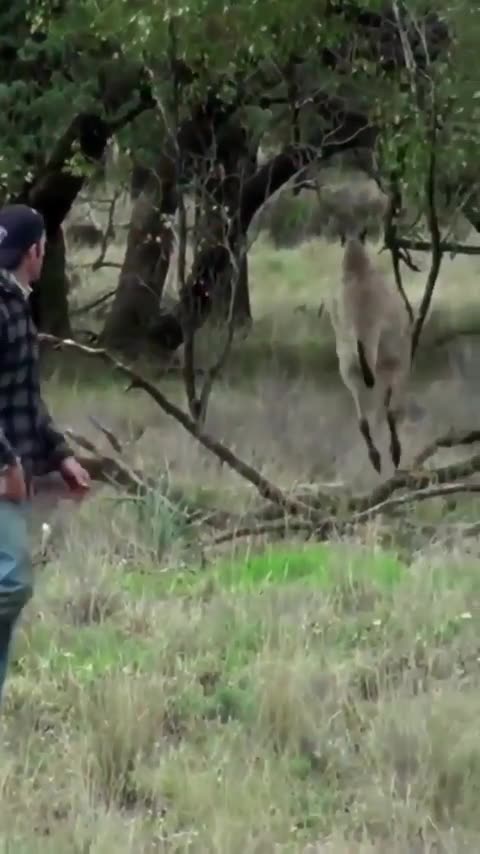 Hey! That's my dog, you big bully!!